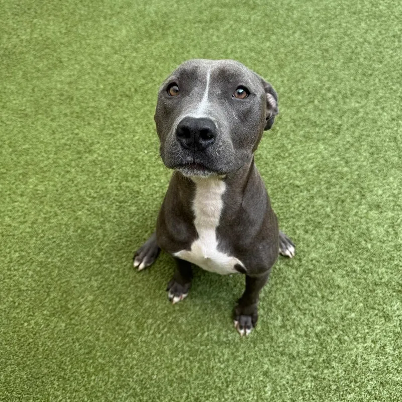 An adult medium-sized male Gray / Blue / Silver Mixed Breed dog named Sterling for adoption in Titusville, FL
