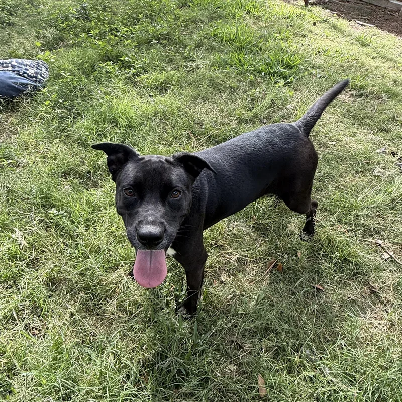 An adult medium-sized female Black Shepherd dog named Maliah for adoption in Annandale, VA