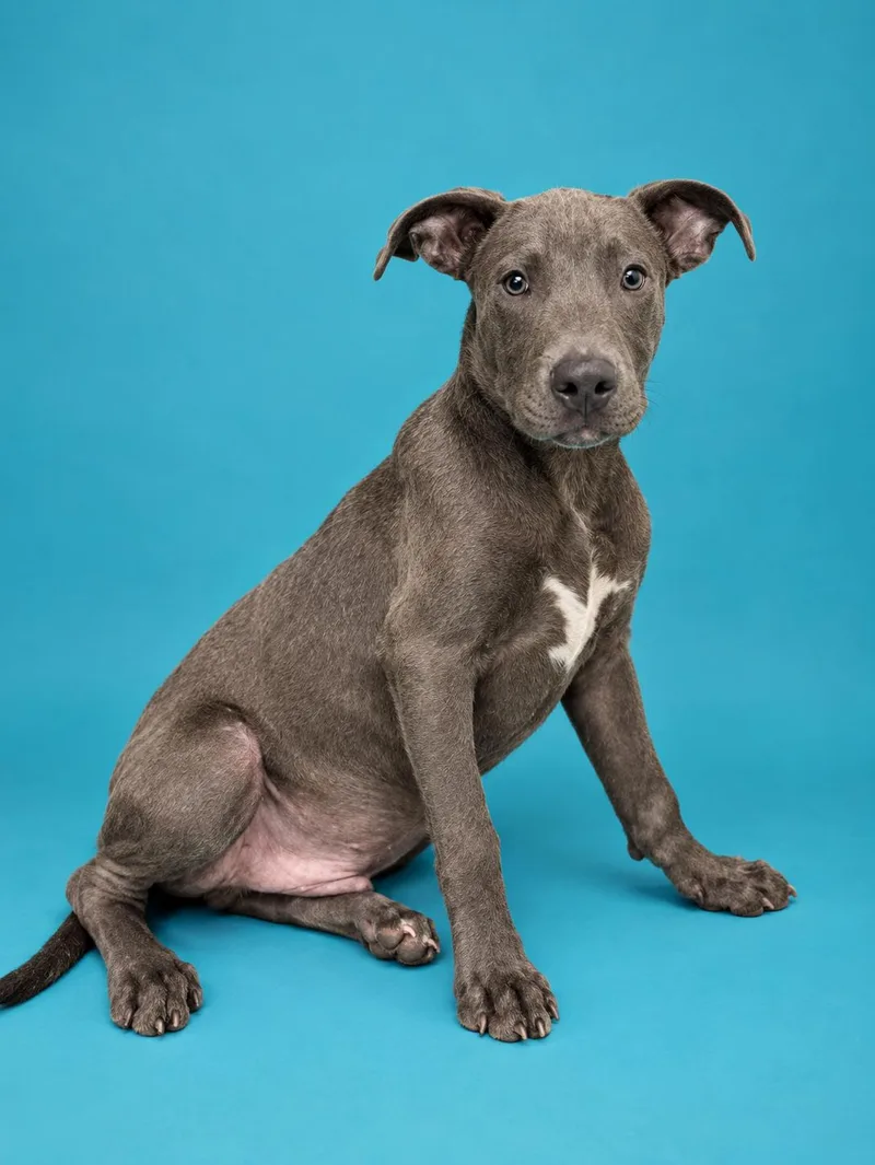 A young medium-sized male Retriever dog named Doppie for adoption in Gulfport, MS