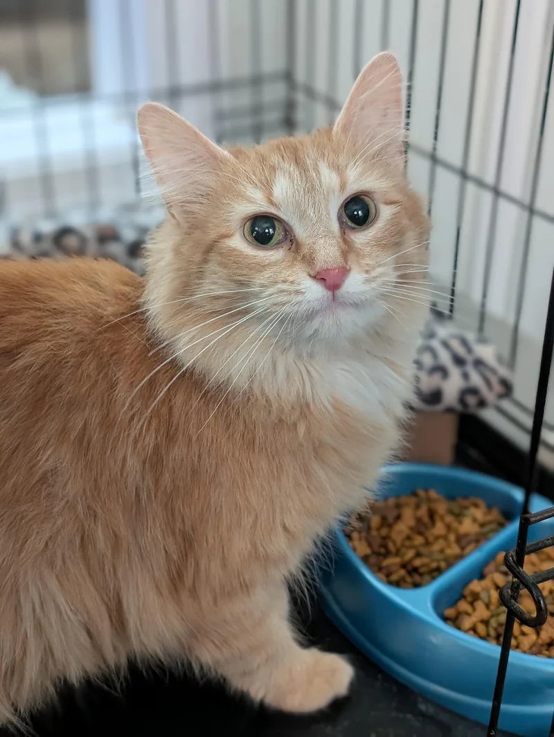 Peaches