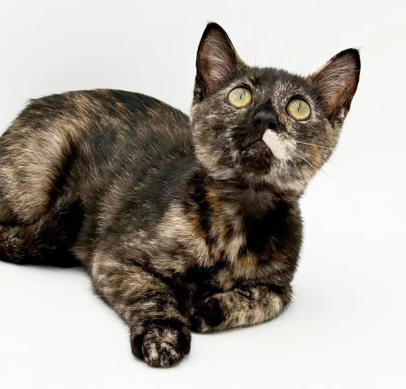 A baby small-sized female Tabby (Leopard / Spotted) Tabby cat named Covey is so cute for adoption in Bedford Hills, NY