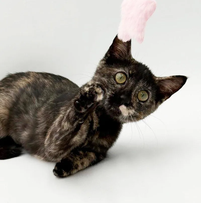 Covey is so cute thumbnail 3