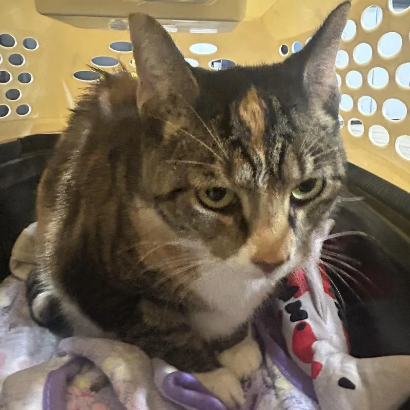 A baby small-sized female Calico Domestic Short Hair cat named Astoria for adoption in Newark, NJ