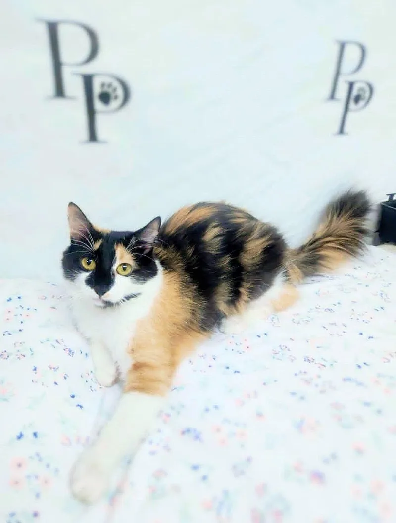An adult medium-sized female Domestic Long Hair cat named Lady Mow Mow for adoption in Social Circle, GA
