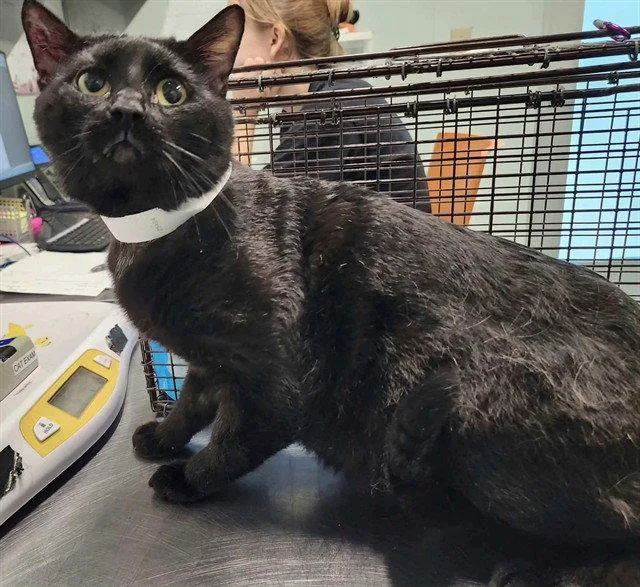 An adult large-sized male Black Domestic Short Hair cat named Spelling Bee for adoption in Tavares, FL