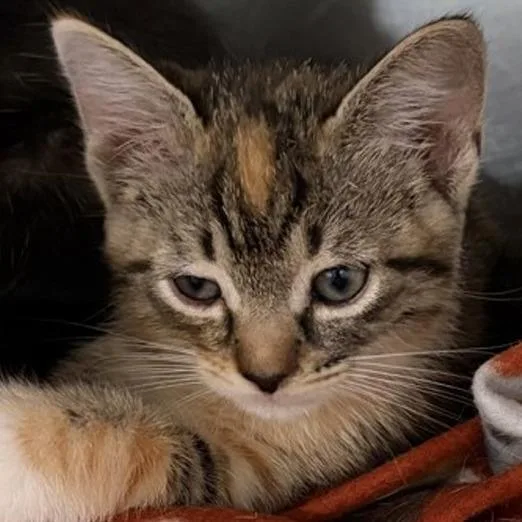 A baby small-sized female Domestic Short Hair cat named Bubbles for adoption in New York, NY