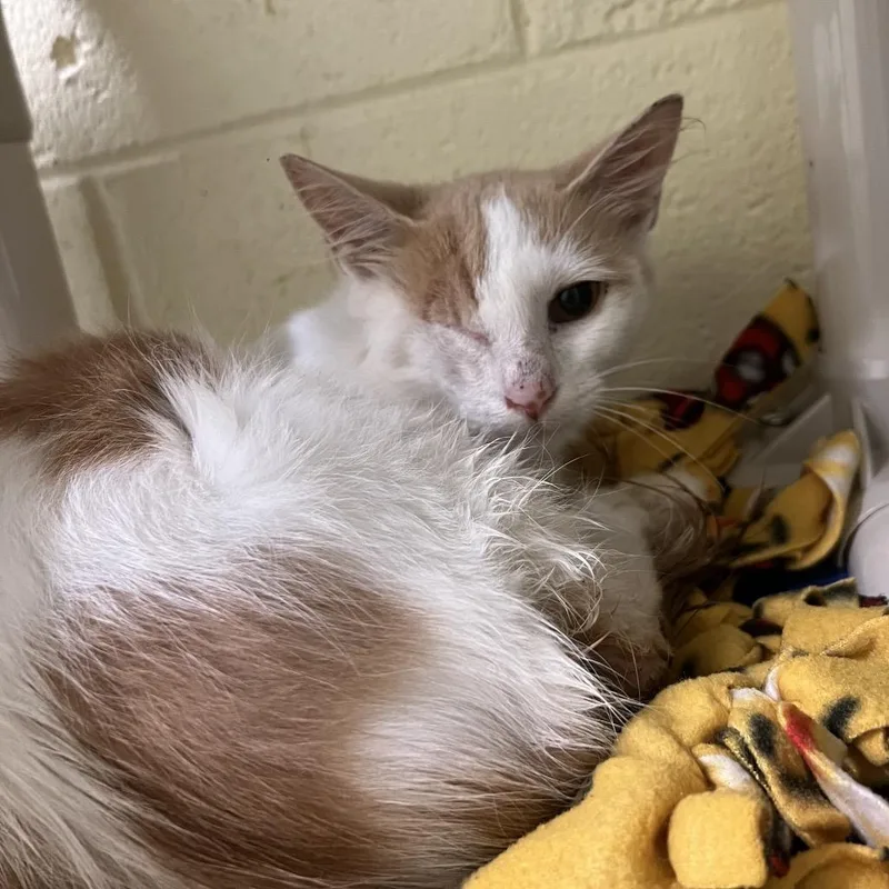 A baby small-sized male Orange / Red Domestic Short Hair cat named Herbert for adoption in Naples, FL