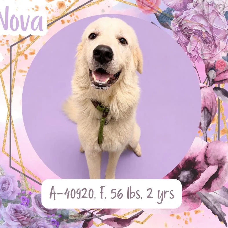 Nova thumbnail 3