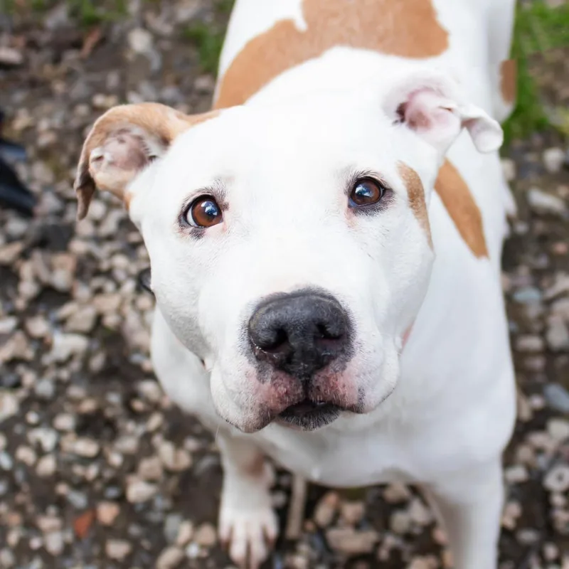 A senior medium-sized female White / Cream Pit Bull Terrier dog named Clover for adoption in Middletown, RI