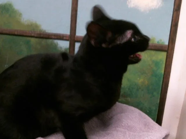 A young medium-sized male Domestic Short Hair cat named Gary for adoption in Houston, TX