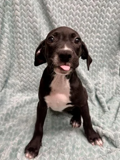 Zephyr