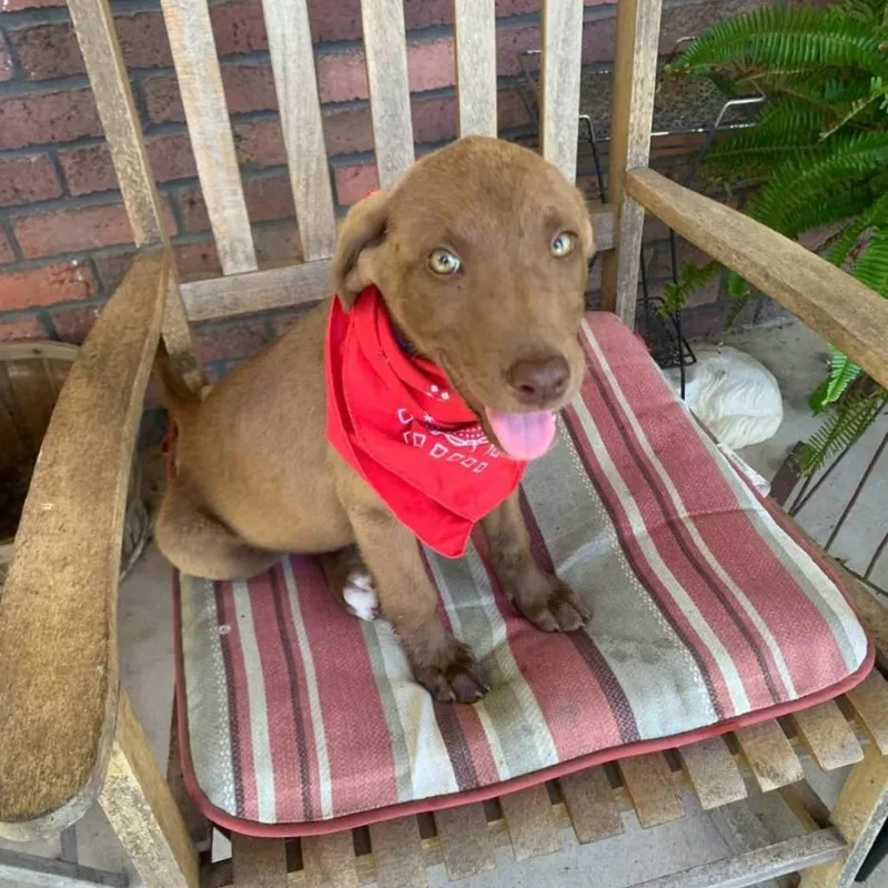 A baby medium-sized female Brown / Chocolate Mixed Breed dog named Violet for adoption in Joliet, IL