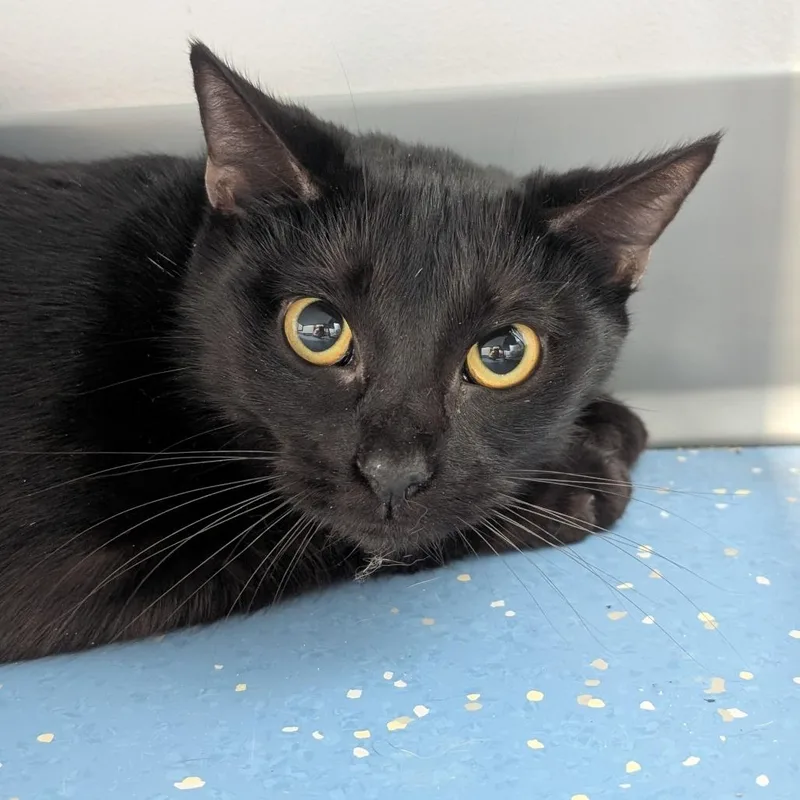 A young medium-sized female Black Domestic Short Hair cat named Ivy for adoption in Watertown, NY