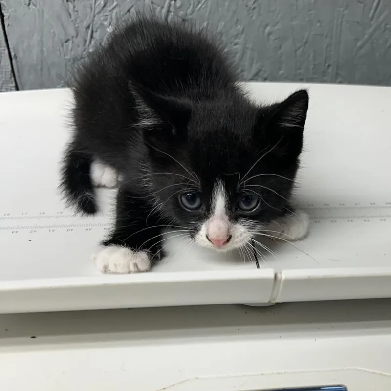 A baby small-sized male Black Domestic Short Hair cat named Ed for adoption in Houston, TX
