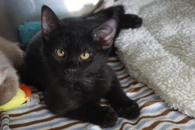 A baby small-sized male Domestic Short Hair cat named Tourmaline for adoption in Fountain Hills, AZ