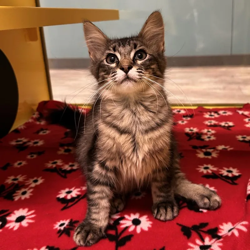 A baby small-sized female Brown / Chocolate Domestic Medium Hair cat named Becky the BBQ Rib for adoption in Abilene, TX