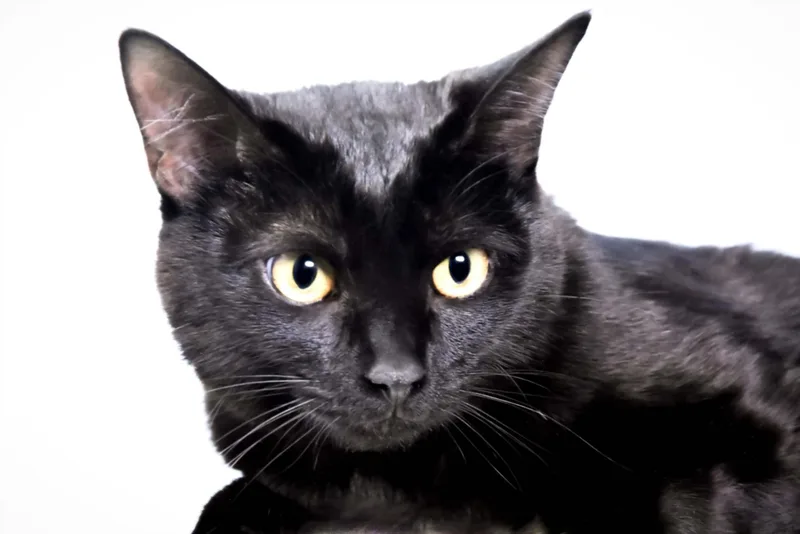 A young small-sized female Domestic Short Hair cat named Hazel for adoption in Loveland, CO