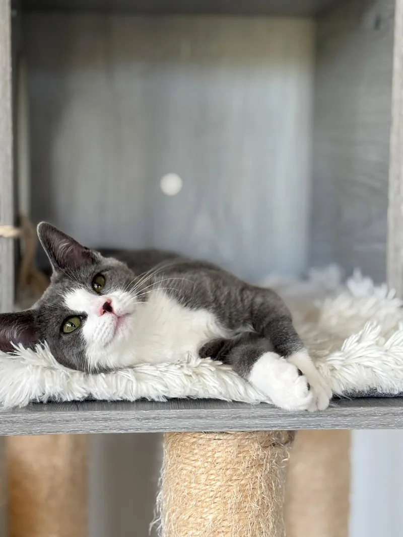 A baby medium-sized female Gray & White Domestic Short Hair cat named Surfer Girl for adoption in San Jose, CA