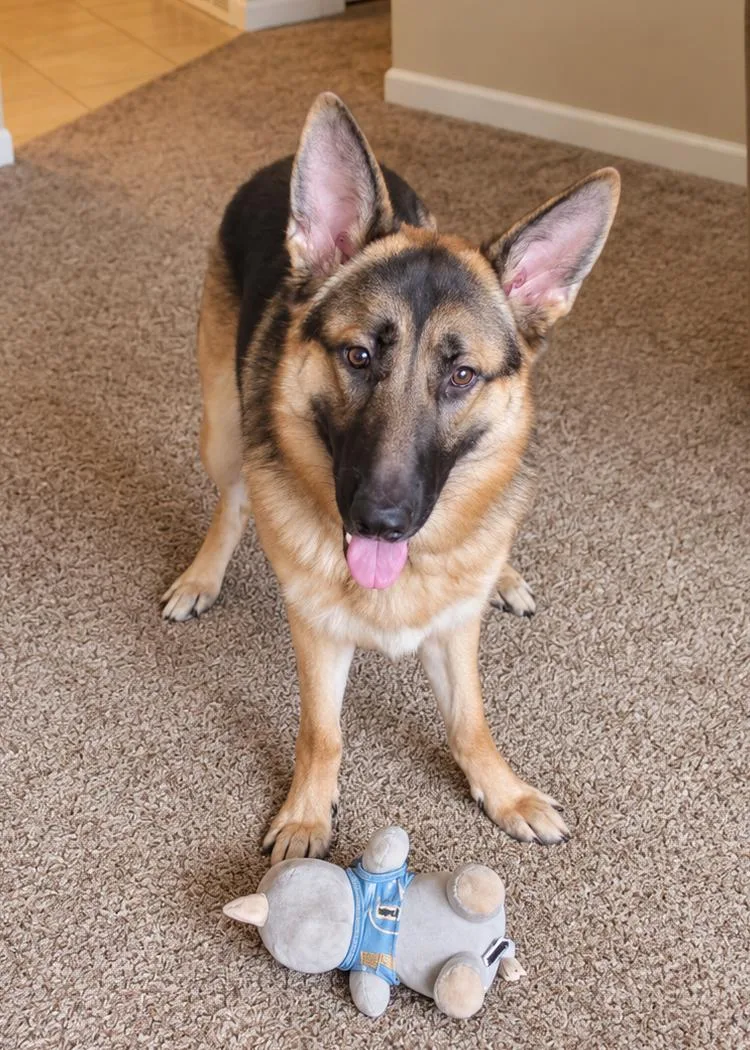 A young large-sized male German Shepherd Dog dog named Luke for adoption in Chesterfield, MO