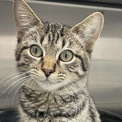 A baby medium-sized female Black Domestic Short Hair cat named Clawdia for adoption in Tinley Park, IL