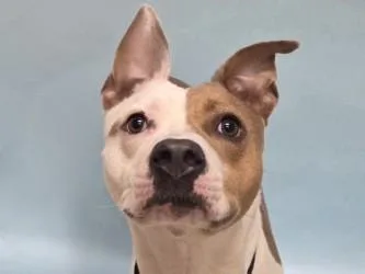 A young large-sized female Pit Bull Terrier dog named Honey for adoption in Woodbury, MN