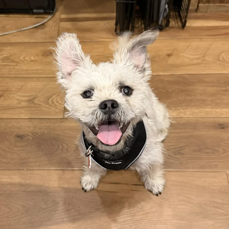 Clifford thumbnail 2