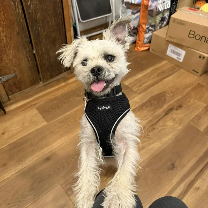 Clifford thumbnail 3