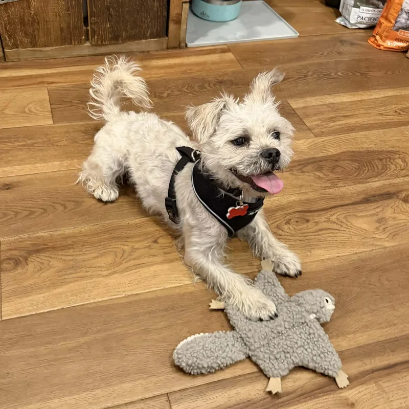 Clifford thumbnail 4