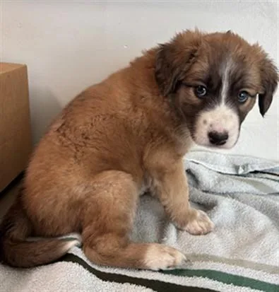 A baby small-sized male Anatolian Shepherd dog named Frank for adoption in Lancaster, CA