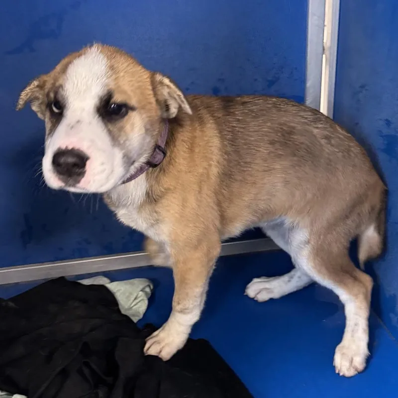 A baby medium-sized female Mixed Breed dog named Lola for adoption in Las Cruces, NM