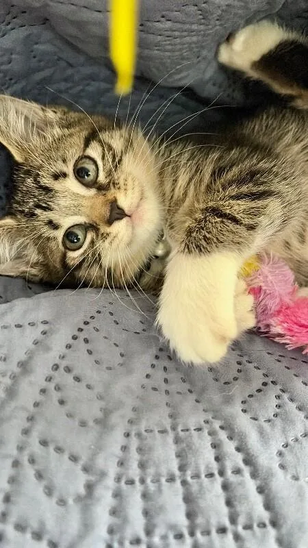 A young medium-sized female Tabby (Brown / Chocolate) Domestic Short Hair cat named Emma for adoption in North Babylon, NY