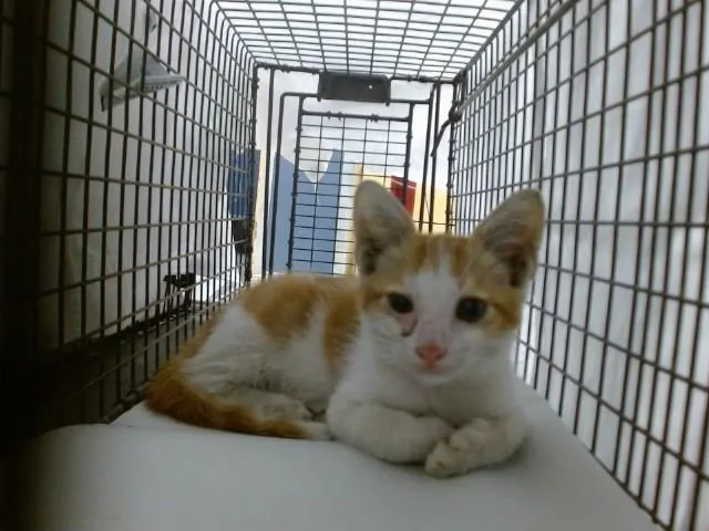 A baby small-sized male Domestic Short Hair cat named Andi for adoption in Miami, FL