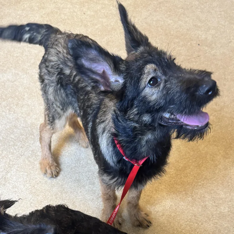A baby large-sized male German Shepherd Dog dog named Robert for adoption in Philadelphia, PA