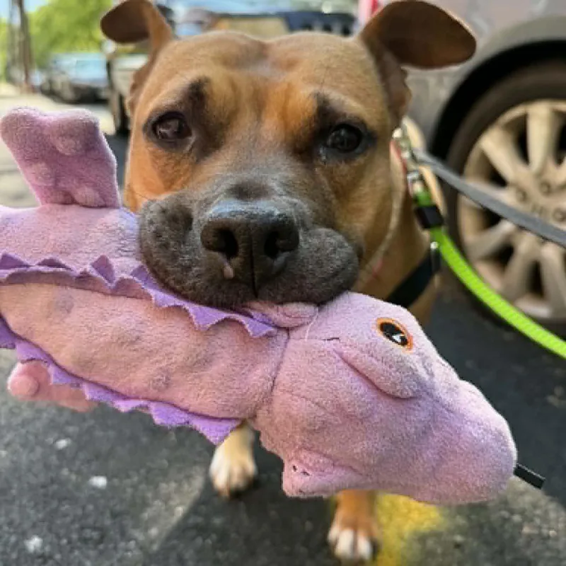 An adult medium-sized female Brown / Chocolate American Staffordshire Terrier dog named Chanel for adoption in Long Island City, NY