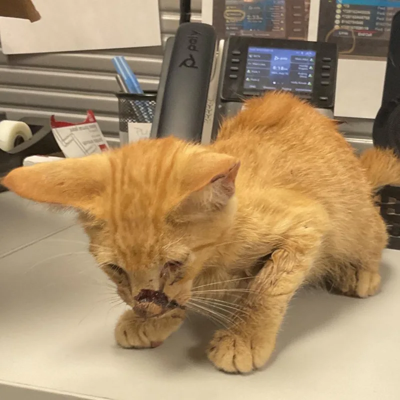 A baby small-sized male Orange / Red Domestic Short Hair cat named Rudy for adoption in St Joseph, MO