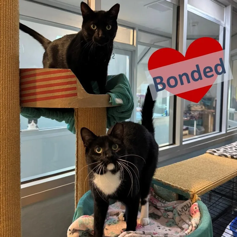 An adult medium-sized male Black Domestic Short Hair cat named Percy & Batman for adoption in Ashland, MA
