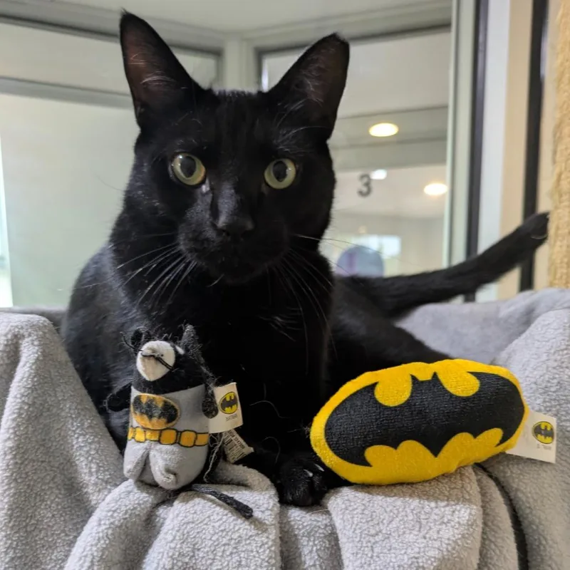 Percy & Batman thumbnail 3