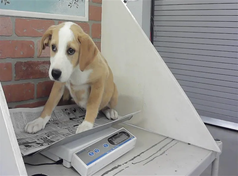 A baby small-sized female Foxhound dog named Mandy for adoption in Houston, TX