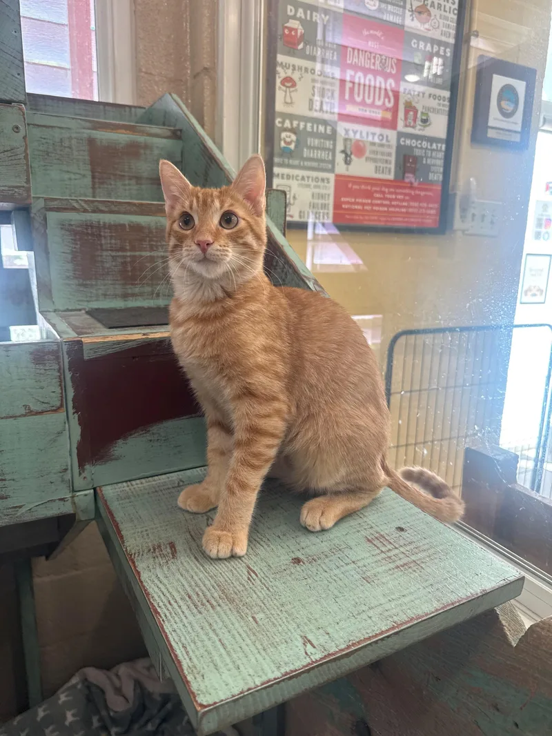 A young medium-sized male Domestic Short Hair cat named Loki for adoption in Laguna Beach, CA