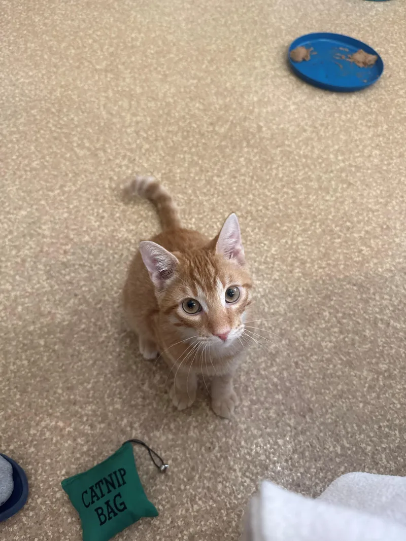 Loki thumbnail 2
