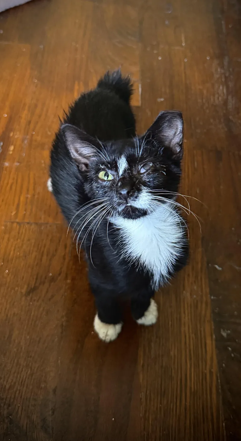 A young medium-sized female Black & White / Tuxedo Domestic Short Hair cat named Dolly & Buttons for adoption in Jacksonville, FL