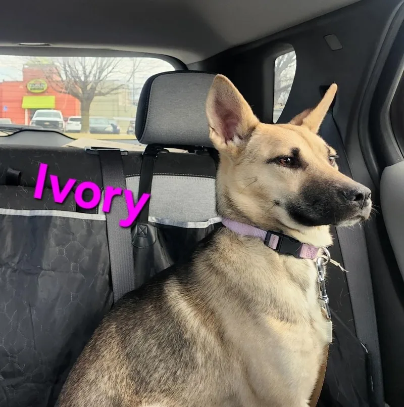 Ivory