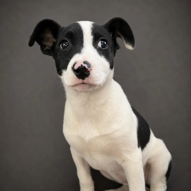 A baby small-sized female White / Cream Mixed Breed dog named Joy for adoption in Pulaski, TN
