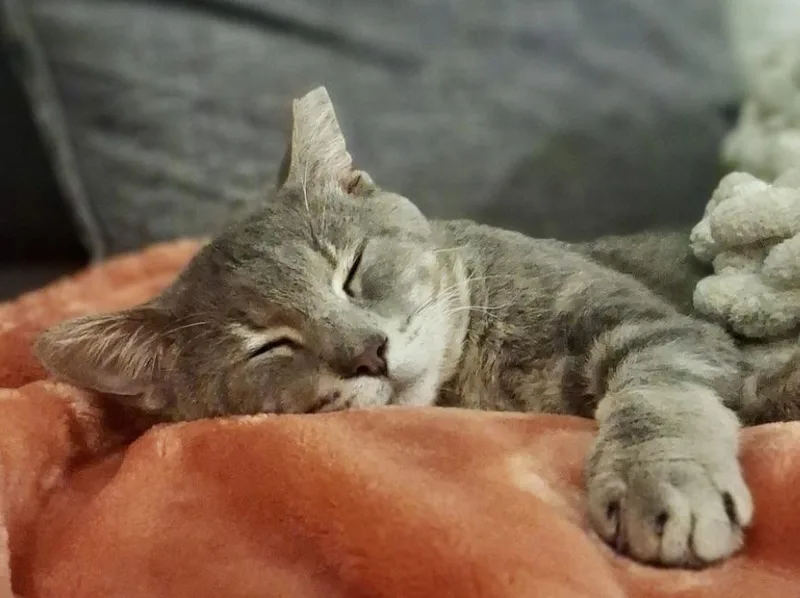 An adult medium-sized male Gray / Blue / Silver American Shorthair cat named Shot By A Bb for adoption in Fort Myers Beach, FL