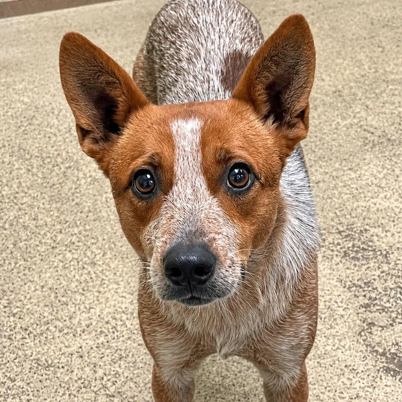 An adult large-sized male White / Cream Australian Cattle Dog / Blue Heeler named Quent for adoption in Fort Payne, AL