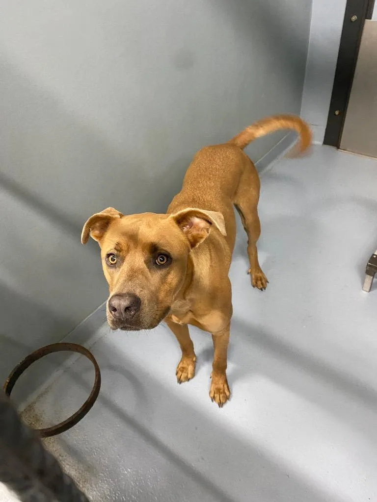 A young large-sized male Mixed Breed dog named Tyson for adoption in Cartersville , GA