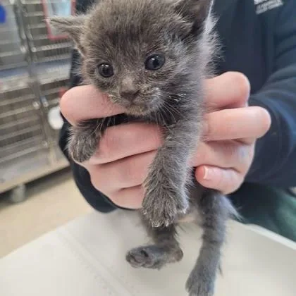 A baby small-sized male Domestic Short Hair cat named Tecdec for adoption in Memphis, TN