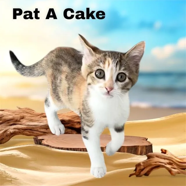 A baby small-sized female Domestic Short Hair cat named Pat A. Cake for adoption in Visalia, CA