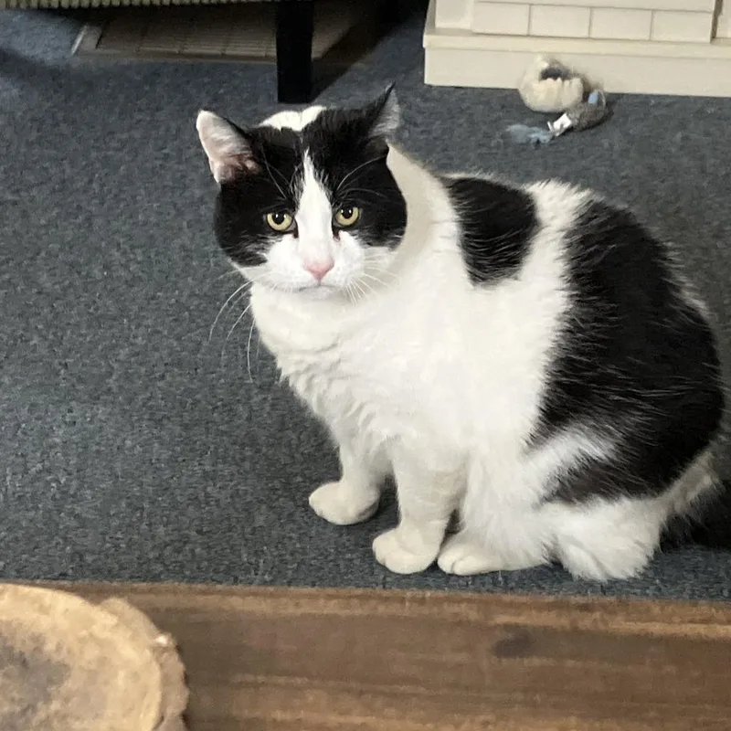 A senior large-sized female Black Domestic Short Hair cat named Bessie for adoption in East Smithfield , PA