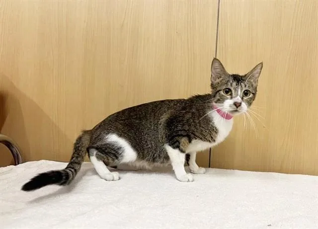 A young medium-sized female Domestic Short Hair cat named Fruit Basket for adoption in Saint Louis, MO